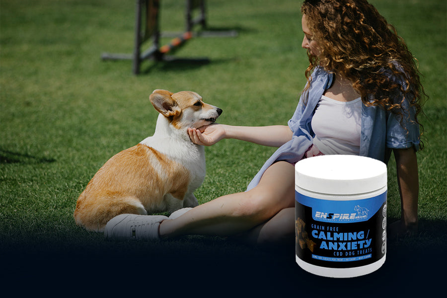 How Our Calming Chews Help Dogs Conquer Anxiety